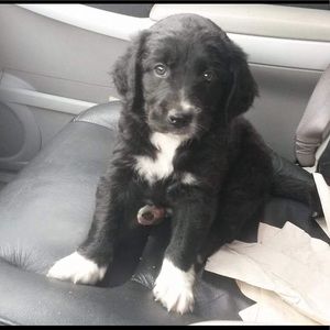 Meet your Posher, Samuel